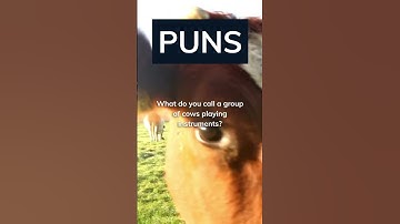 Thumbnail of Animal #puns meets #music! #Jokes #comedy #funnyvideo #funnyshorts #funny #laugh #lol #humor #cute