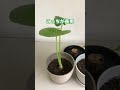 【植物屋の見習い』見習いの実験クワズイモ編ep.3#shorts #植物 #実験 #クワズイモ