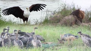 JACKAL vs VULTURES by MalaMala Game Reserve 61,622 views 2 months ago 6 minutes, 2 seconds