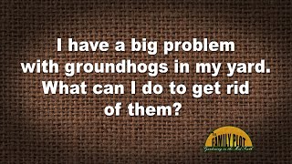 Q&A – What can I do to get rid of groundhogs in my yard?