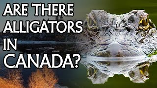 Alligators in the Ottawa River: An Explanation for the Mug-Wump? @HammersonPeters