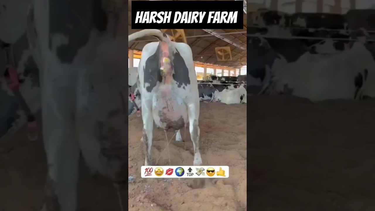 top hf cow  big udder milk 🍼 capacity 45kg