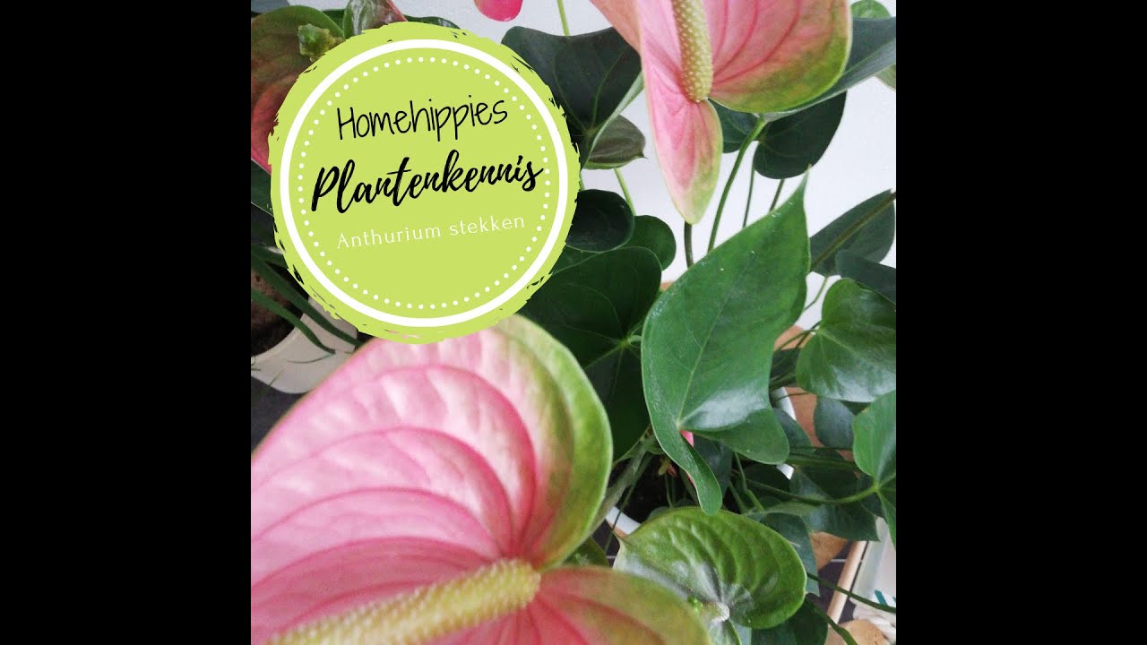 Homehippies | Anthurium stekken
