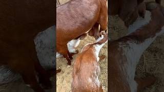 صغار ماعز الدهم العربية 🐐 #goat #animals #shorts