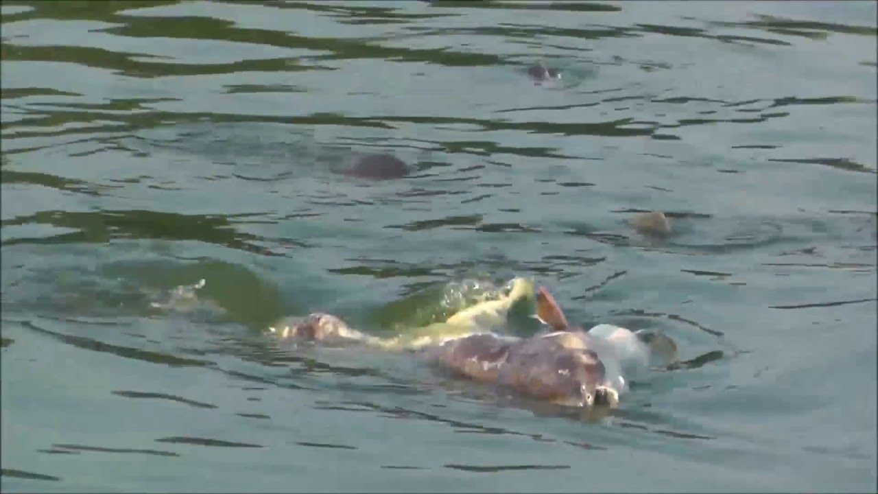 Catfish Feeding On Catfish Carcass Wat Chedi Hoi Pathum Thani Thailand Youtube