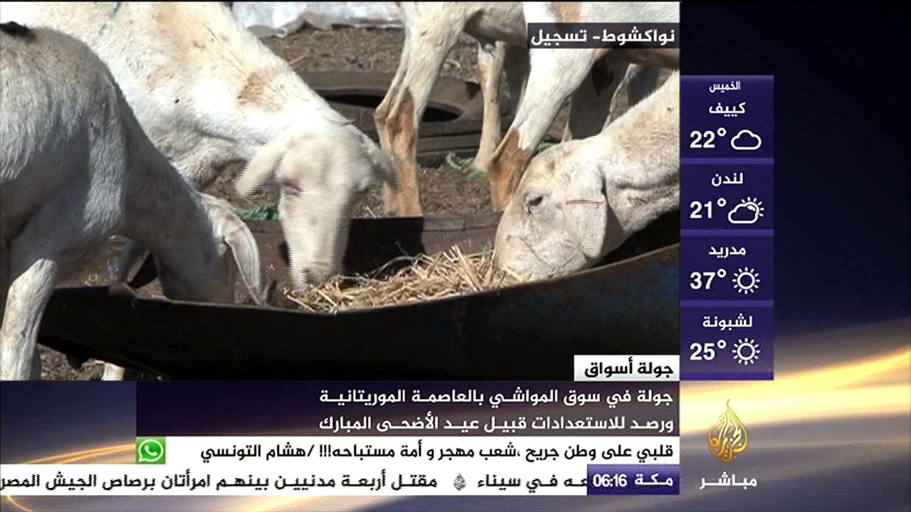 جولة الأسواق .. هل تعرف أسعار الماشية في موريتانيا؟