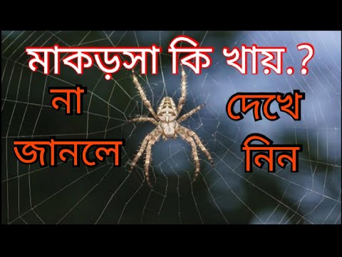 ভিডিও: ক্রস মাকড়সা কীভাবে খাবার পায়