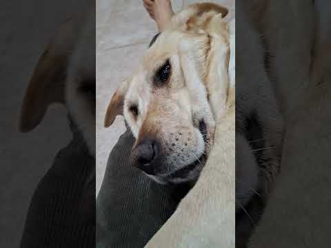 대형리트리버가 내다리베고 안놔줍니다