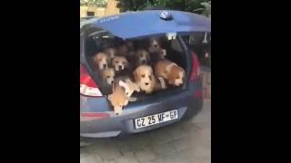 Funny dogs, cute and funny dogs #shots #funnydosvideo #funnydogs #dogs