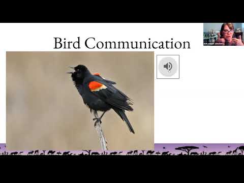 Birding by Ear: A Beginner's Guide to Bird Songs and Calls — video by Detroit Bird Alliance