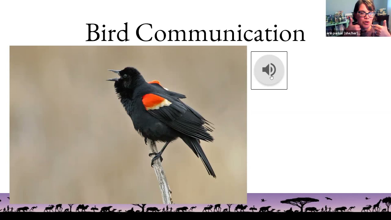 Birding By Ear Beginner's Guide to Bird Songs, Calls and Commotion inar YouTube
