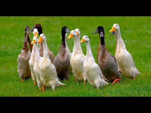Утки мускусные Утята Муларды. Породы уток.Самые неприхотливые утки!