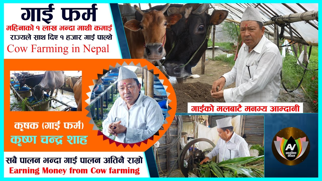 गाई पालन बारे सम्पूर्ण जानकारी l l Best Cow Farming in Nepal l l गाईको मलबाट मात्रै मनग्य आम्दानि