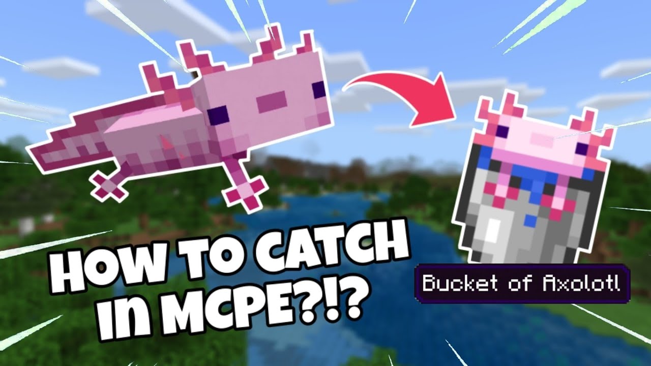 How to catch axolotls in Minecraft pocket edition. [PLEASE READ