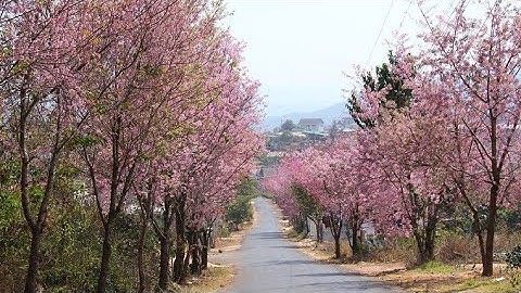 Cần bán đất thôn Đa Quý xã Xuân Thọ, Tp. Đà Lạt.