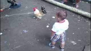 Bayi Lucu Kejar-Kejar Ayam (Funny Baby Catch chicken)