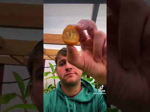 Video: Underbara egenskaper hos kumquat. Vad är denna växt, vad är dess användning?