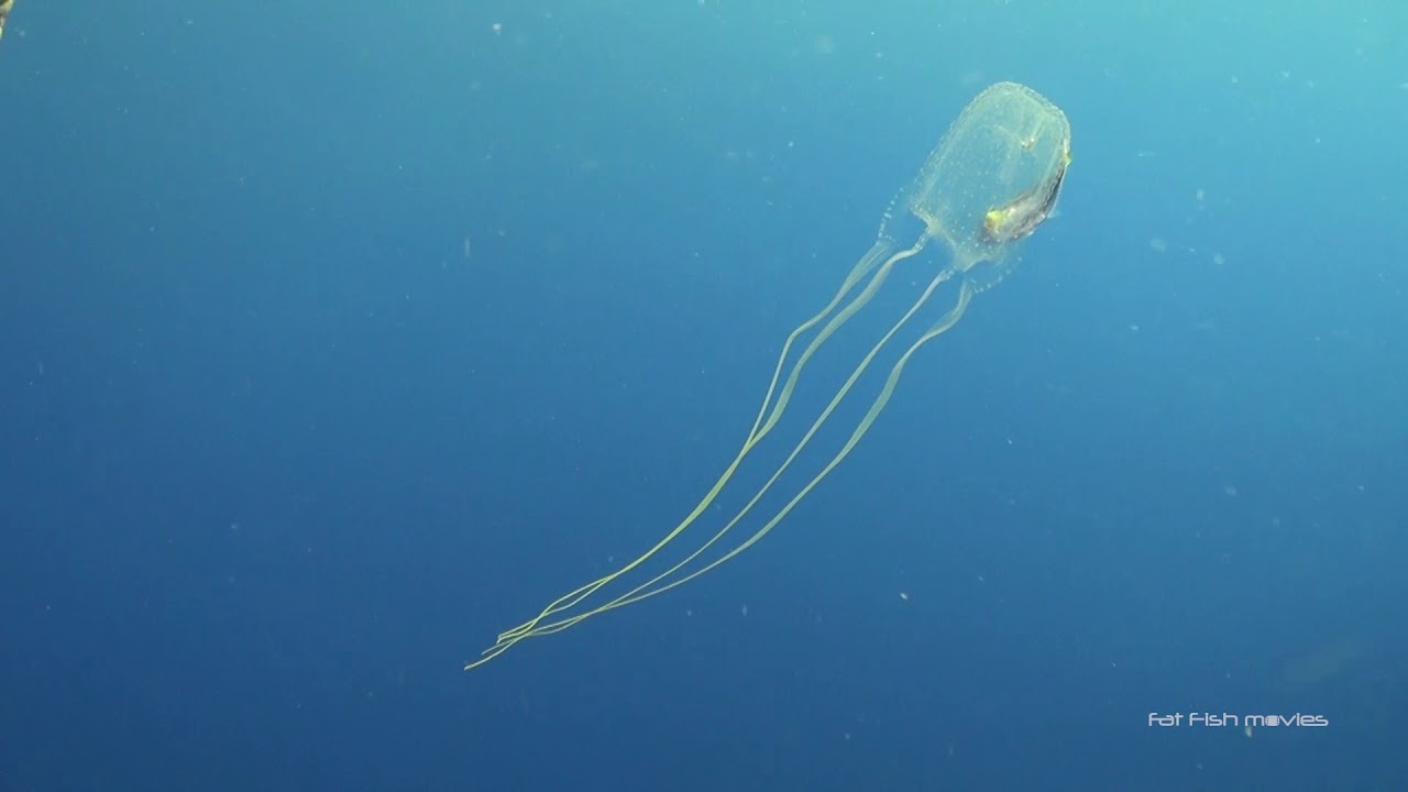 Box Jellyfish (19) Stock Video For Sale YouTube