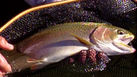 Incredible Trout Fishing in the Eastern Sierras