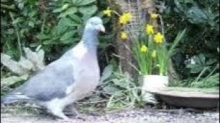 Wood Pigeon Bird On Early Spring Sunday Visit To My Cottage Garden Scone Perth Perthshire Scotland
