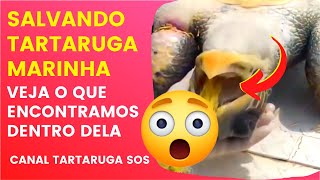 SALVANDO TARTARUGA MARINHA | VEJA O QUE ENCONTRAMOS DENTRO DELA | É IMPRESSIONANTE | 😬😱TARTARUGA SOS