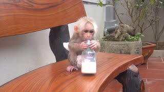 Baby monkey playing and drinking milk alone when grandma is away