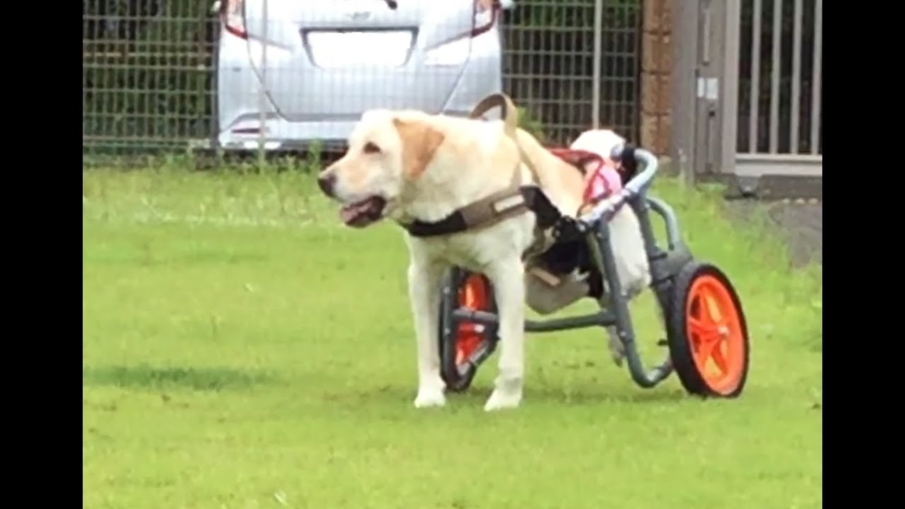 関西盲導犬協会啓発担当犬ヘーゼルはラブラドール ボランティアさんや協会職員の手厚いケアによって 前庭を走るほどに回復したリタイア犬の姿がまぶしくて うれしくて 音声版あり Youtube 関西盲導犬協会啓発担当犬ヘーゼルはラブラドール ボランティアさんや協会職員の手厚いケアによって 前庭を走るほどに回復したリタイア犬の姿がまぶしくて うれしくて 音声版あり Youtube