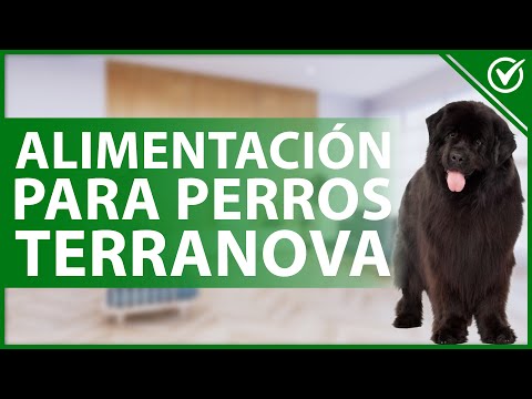 Video: ¿Cuánto debo alimentar a un cachorro de Terranova?