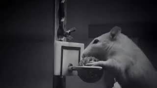 Rottakoripallopeli Heurekassa Inkeri Vs Lilli