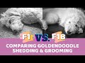 F1 vs F1b Goldendoodle Data Comparing Shedding, Hypoallergenic-ness, and Ease of Grooming