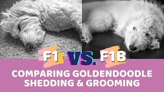 F1 vs F1b Goldendoodle Data Comparing Shedding, Hypoallergenic-ness, and Ease of Grooming by Doodle Doods 12,778 views 3 years ago 9 minutes, 18 seconds