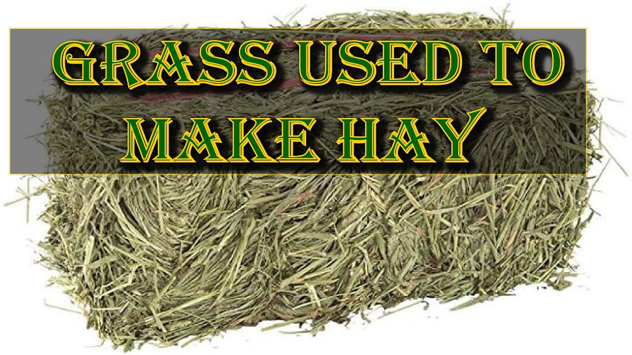 Some Grass Types For Making Hay Animal Husbandry Uganda YouTube Some Grass Types For Making Hay Animal Husbandry Uganda YouTube