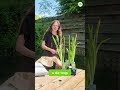 Préparez votre panier aquatique avec cette technique facile ! 🌿 #shorts