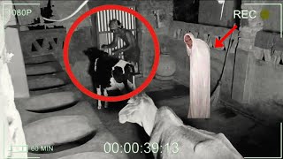 CCTV Record He was attacked by a gin while stealing a cow ||#cctv #cctvfootage Resimi