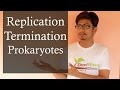 DNA replication in prokaryotes 3 | Prokaryotic DNA replication termination
