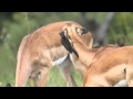 Cute young Impala getting its ears groomed by oxpeckers