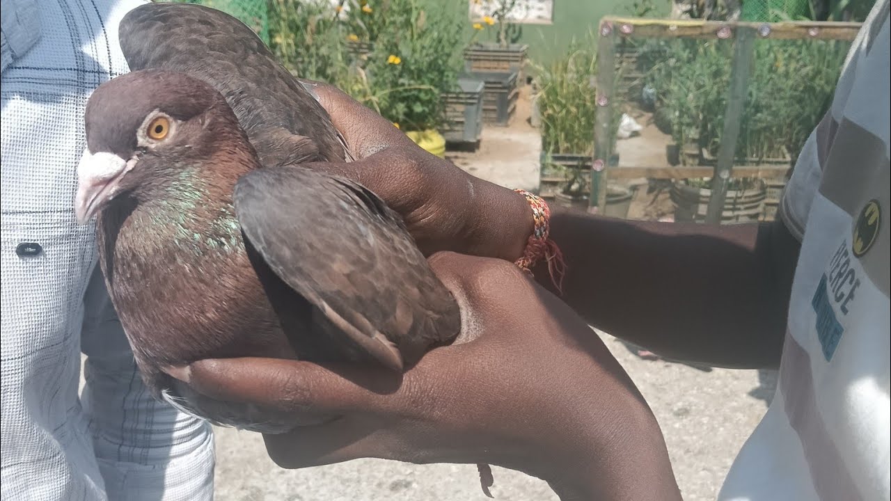 Sabu para anda deideichhanti 🥰  kaha pakhare breeder padichuli achhi sell pai contact 7978190298 👍🙏