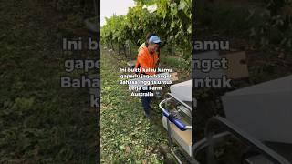 nggak perlu bisa bahasa inggris kerja di Australia gaji 70 jt per bulannya    #job #shorts