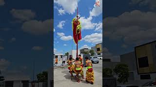 🦁One Mistake = Fall! Single High Pole Lion Dance!