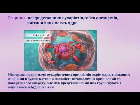 Біологія на тему "Основні відмінності тварин від рослин та грибів". Підготувала Суботіна А.В.