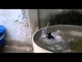 مقاطع الفيديو التي تم نشرها بواسطة Cudira Nga Bota KJO MACE TE VDES NGA TE QESHURAT ME HEDHJET E SAJ TE DESHTUARA مقاطع الفيديو التي تم نشرها بواسطة Cudira Nga Bota KJO MACE TE VDES NGA TE QESHURAT ME HEDHJET E SAJ TE DESHTUARA