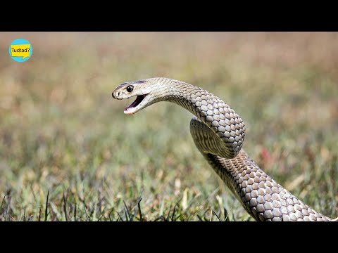 Videó: Mi A Legveszélyesebb Kígyó A Bolygón