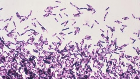 Clostridium difficile: Preventing Infections