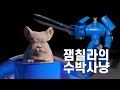 잼칠라의 수박사냥
