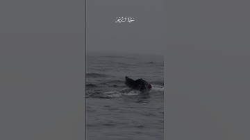 إن لله وإنا اليه راجعون #القرآن_الكريم #القرانالكريم #تلاوة_خاشعة #تلاوات
