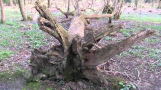 Norfolk Wildlife Trust's 90th Anniversary - Our Challenge - Part 5 - Wayland Wood