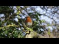 Friendly wroxham robin