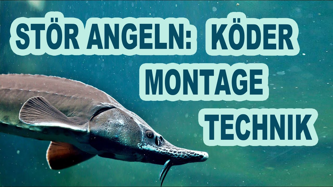 Str angeln: Kder, Montagen und Technik