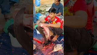 Outstanding Common Pangash Fish Cutting Skills By Expert #shorts #shortsfeed