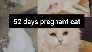 Cat Pregnancy 52 days | Understanding Your Cat's Labor Journey❤#mypetsandvideos